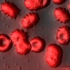 erythrocytes_image_1