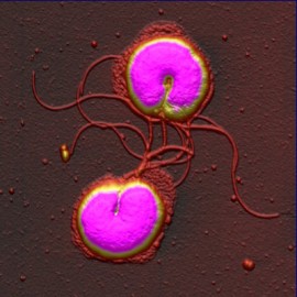 Helicobacter pylori