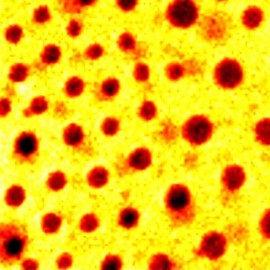 Raman Mapping of PC-PVAC film