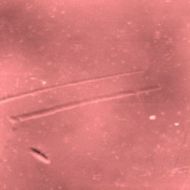 Magnetic domains of cobalt monocrystal