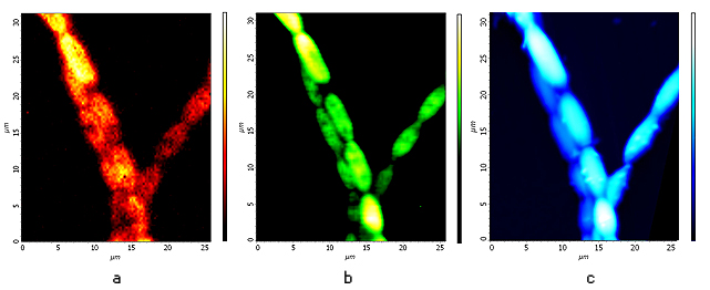 algal_cells