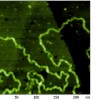 plasmiddna