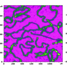 DNA shear-force image