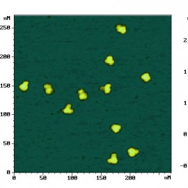 Antibody molecules