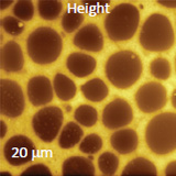 Height image of spin-cast film of PS/LDPE blend