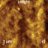 Height and phase images, which were recorded at elevated location, at high force